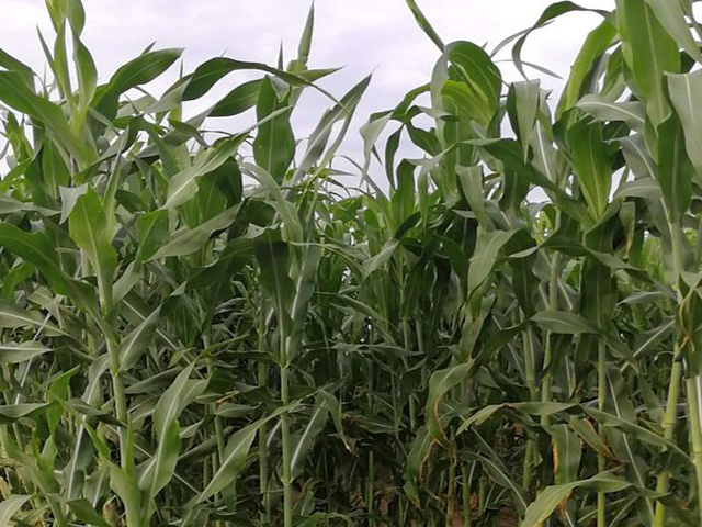 農作物秸稈（gǎn）